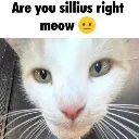 areyousilliusrightmeowpussy