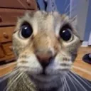 shock