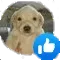 Like