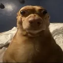 Wtflip