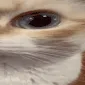uuh2