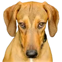DogStare