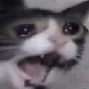 cat_scream cat_scream