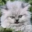 shockcatto