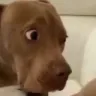 whatdog