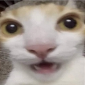 CatElementOfSurprised_ParadoxPaw Discord emoji