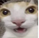 CatElementOfSurprised_ParadoxPaw CatElementOfSurprised_ParadoxPaw