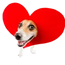 Puppy_