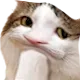 catThimk Discord Emoji
