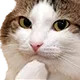 Cat Think catthink Discord Emoji