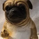 fuckyoupug