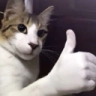 catthumbshup catthumbshup
