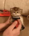 catbrushbrush