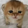 him