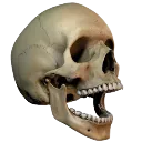 Skull1 Skull1