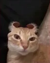 sillycat