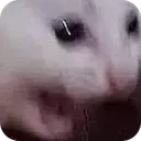 NOO