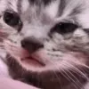 xacatcri