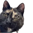 nudel_what_the_hell