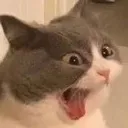 Pussycat Discord Emoji