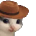 a_cat5