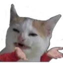 CatWhy