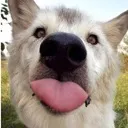 Wolf_Silly