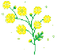 yellowflower