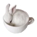 bunnycup