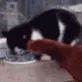 gato_vs_galinha