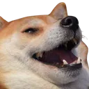 kekw