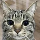 myreactiontoannpctalking