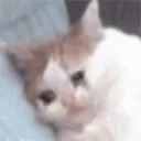 catocrying