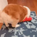 doggosleeping
