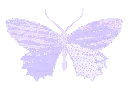 000_butterfly