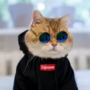 Hello