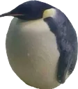 toidacang toidacang