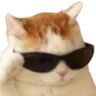 cat_sunglasses