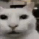 cannycat