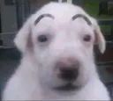 dogj