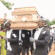 react_coffin