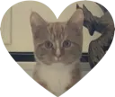 FinnHeart FinnHeart