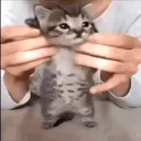 SILLY