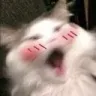 1112136352088215592