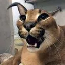 surpisedfloppa