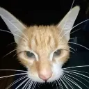 Cat_STARE