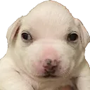 PerroVirolo