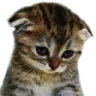 catSadge