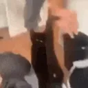 Purrrloin