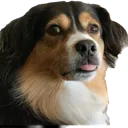 doggotongue doggotongue